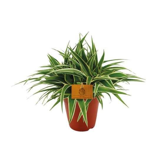 Chlorophytum ocean - ø15cm - ↕25cm - plantes d'intérieur