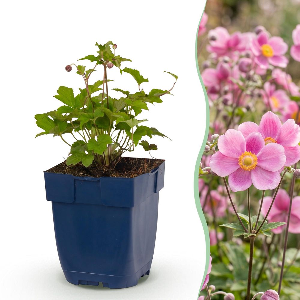 Anémone du japon 'splendens' (anemone hupehensis) - vivace fleurie d'automne - pot 11 cm - hauteur 15-25 cm - plante d'extérieur