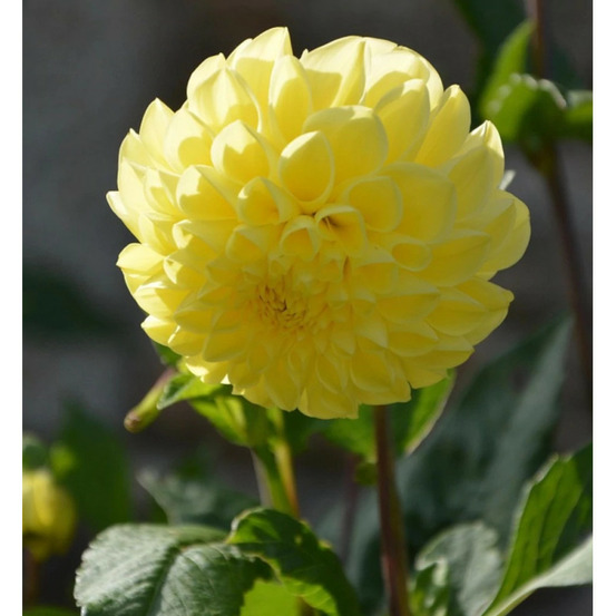 Bulbe de dahlia balle jowey martina sachet de 1 bulbe