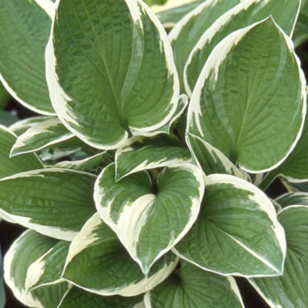 Hosta francee godet - 5/20 cm