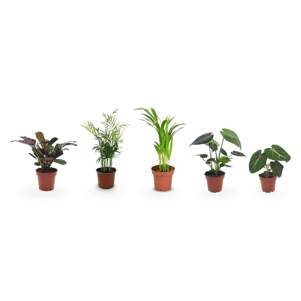 Jungle salon — lot de 5 plantes d’intérieur