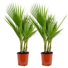 2x washingtonia robusta - palmier éventail mexicain - palmier - à feuilles persistantes - ⌀17 cm - ↕70-80 cm