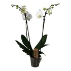 Phalaenopsis - orchidée blanc - plante d'intérieur à fleurs - aime les chats - pot 12cm - hauteur 50-60cm