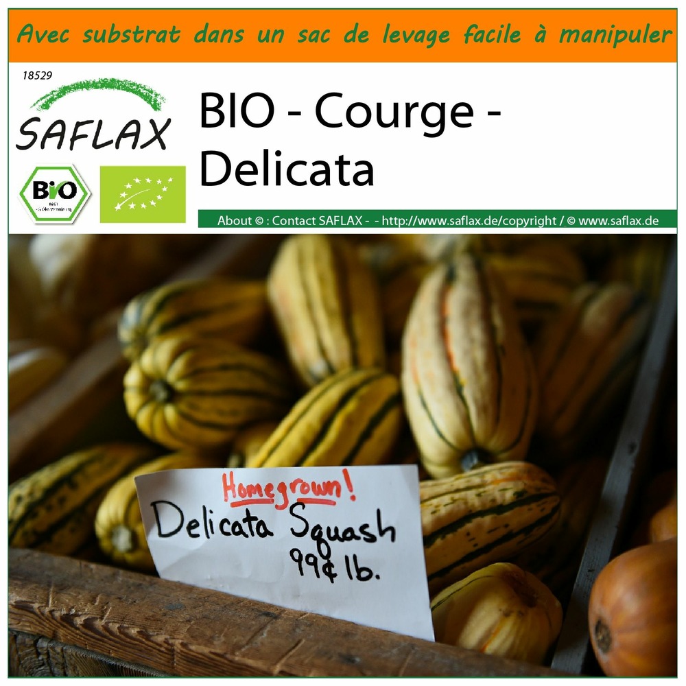 Garden in the bag - bio - courge - delicata - 6 graines - cucurbita pepo