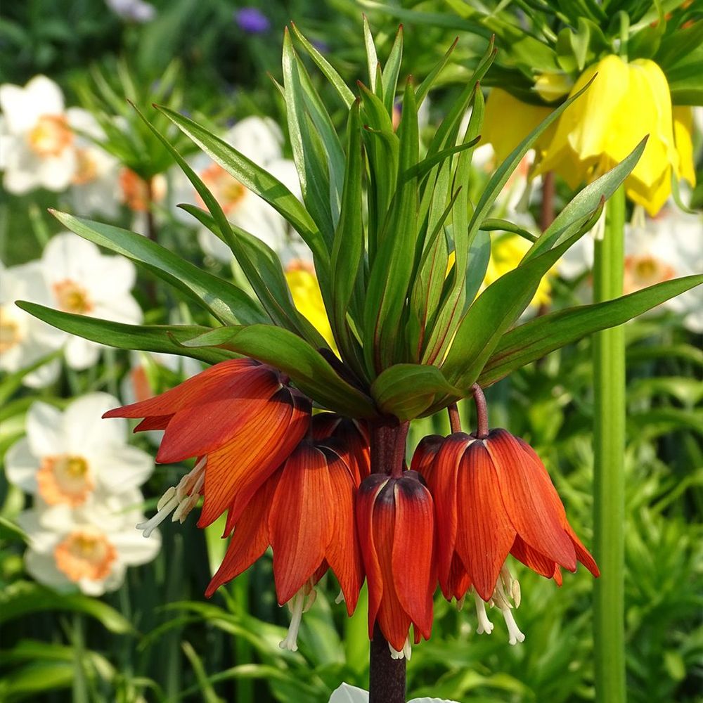 Fritillaire 'rubra' bulbe calibre 24+