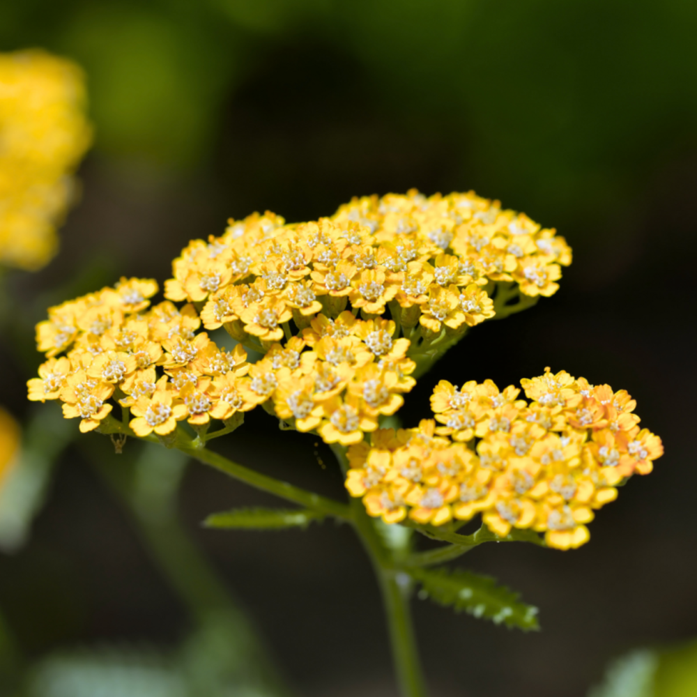 Achillée millefolium terracotta - 20 cm godet de 9 cm - orange
