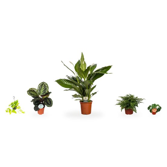 Coin blanc & vert - spathiphyllum en fleur — lot de 5 plantes