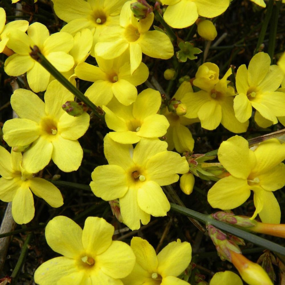 Jasmin d'hiver nudiflorum pot de 2l - tuteur bambou 60/90 cm