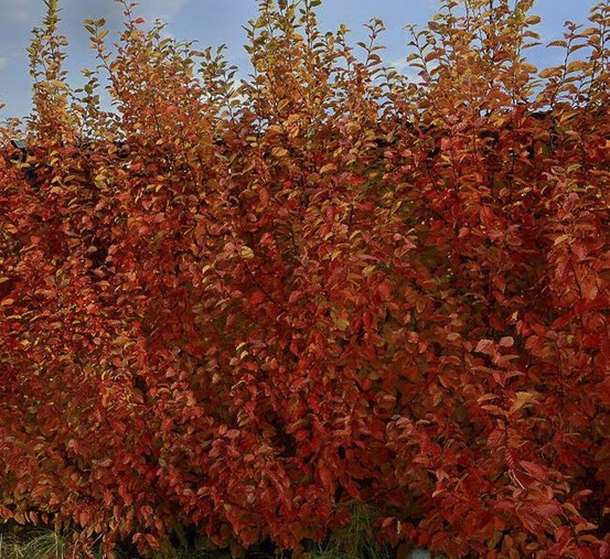 Charme commun 'orange retz' pot de 4l/5l