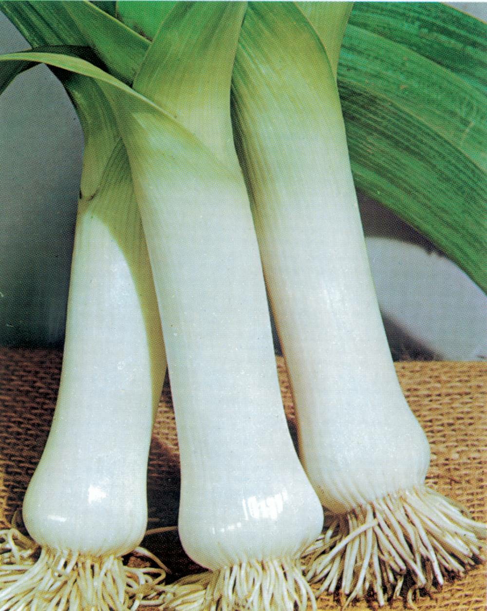 Poireau malabare - 3 g