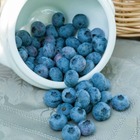 Myrtillier 'Blue Crop' : pot de 1,3 litres