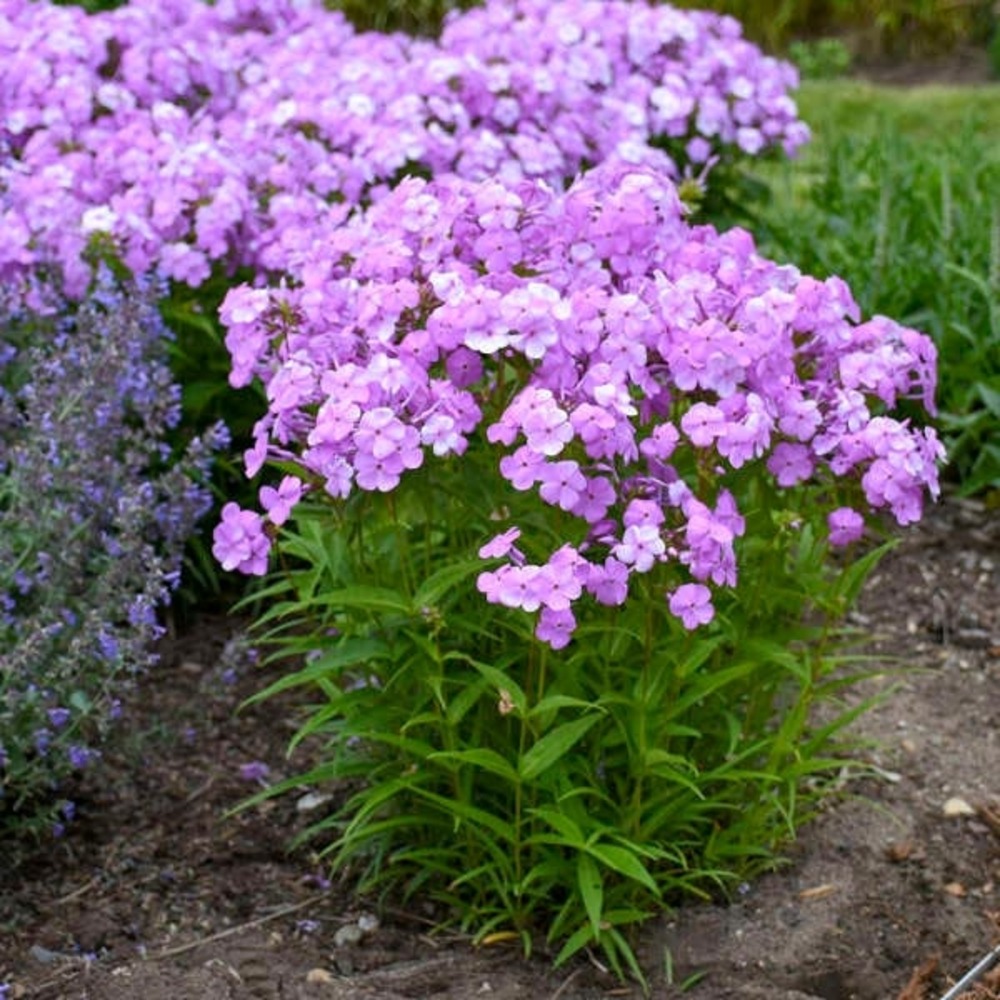 Phlox 'fashionably early flamingo' godet de 8/9 cm