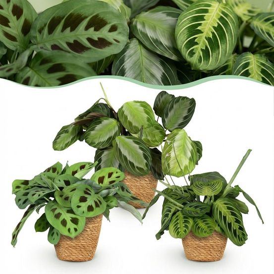Maranta mix - silverband, lemon lime & kerchoveana - pet-friendly - pot de 12cm - hauteur 25cm - plantes d'intérieur