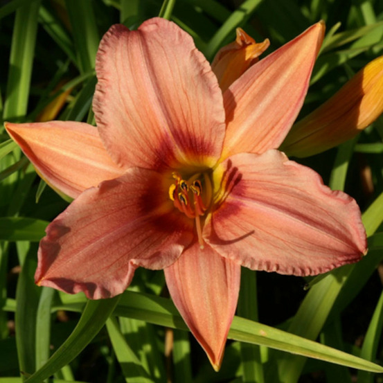 Hémérocalle accepted dare lot de 3 godets