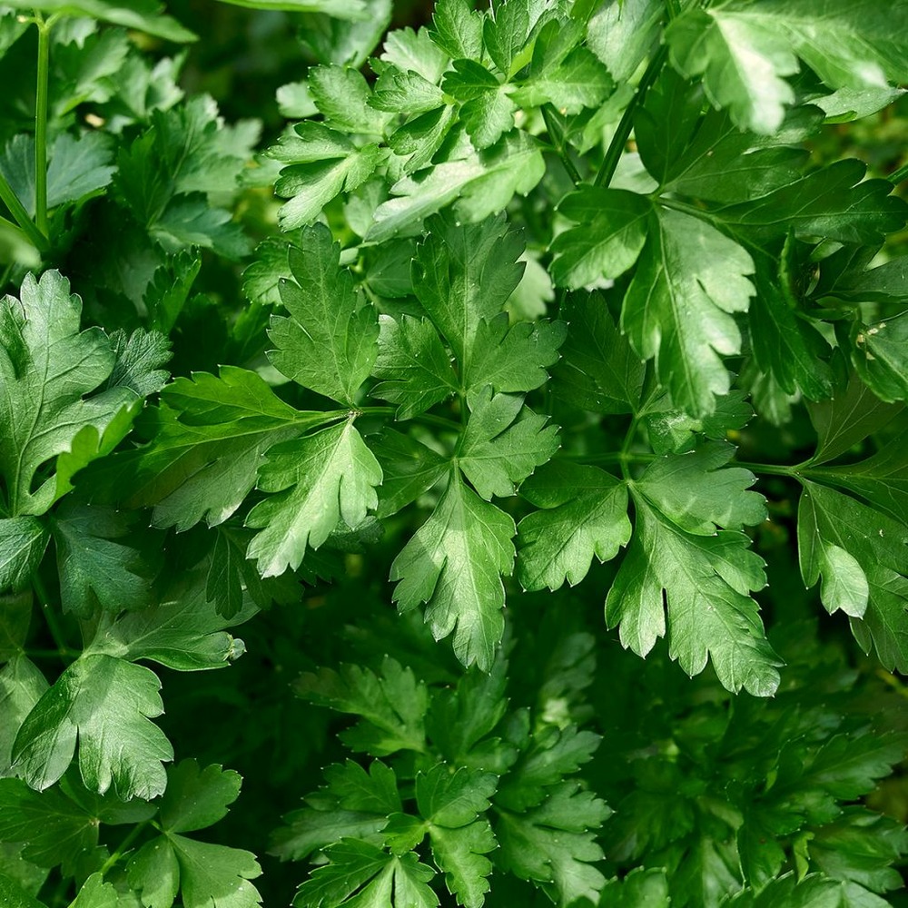 Persil plat, persil simple, persil commun le sachet de 1700 graines environ (4g)