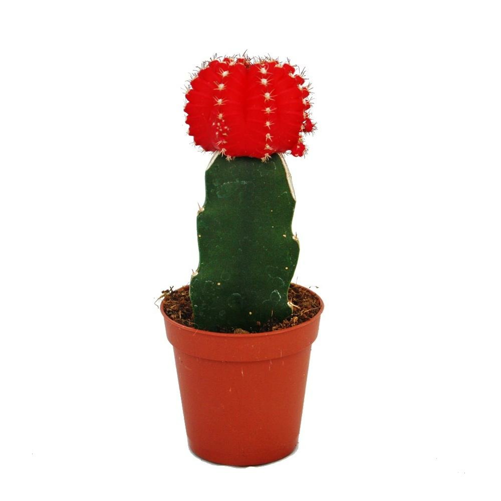 Gymnocalycium mihanovichii - cactus fraise - rouge - pot de 5,5 cm