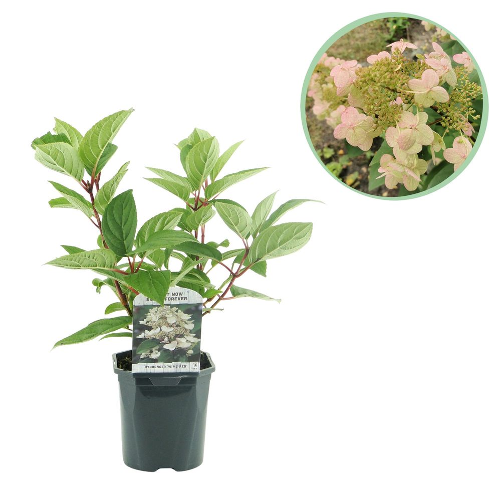Hortensia 'wim's red' - pot 17 cm - hauteur 50 cm