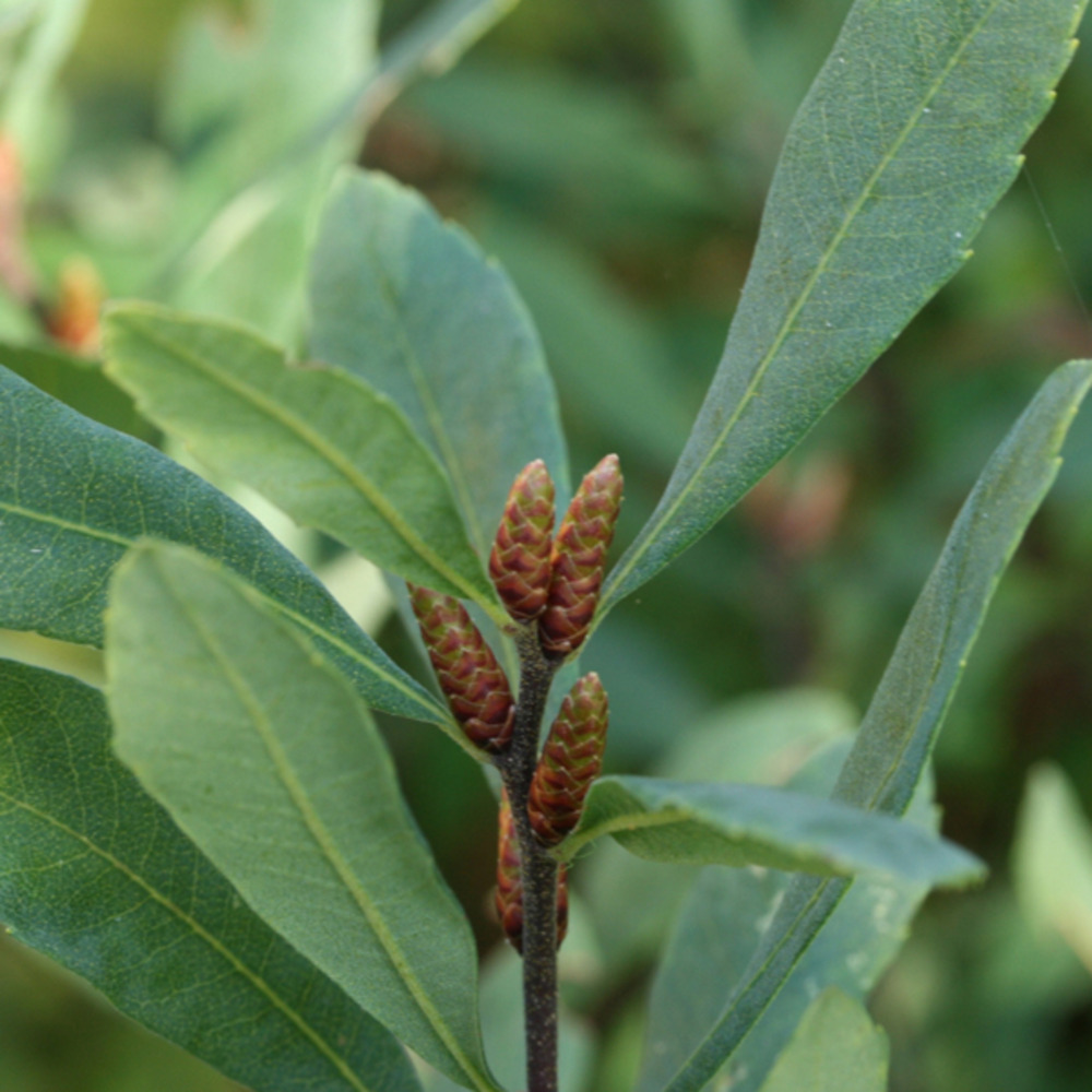 Wilde gagel (Myrica gale) foto - beeld 35145 Wilde gagel (Myrica gale) foto - beeld 35145