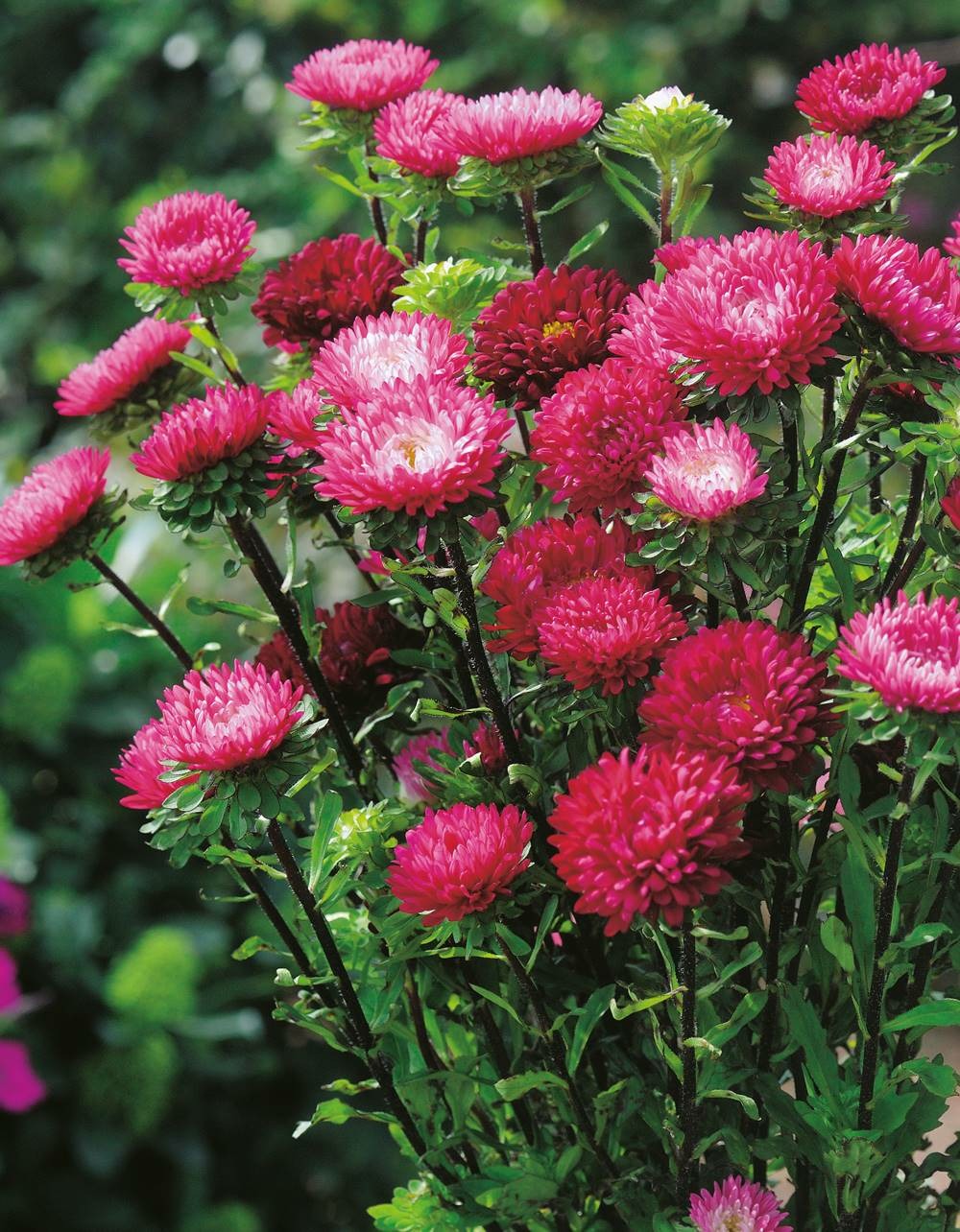 Reine marguerite cerise - 1 g