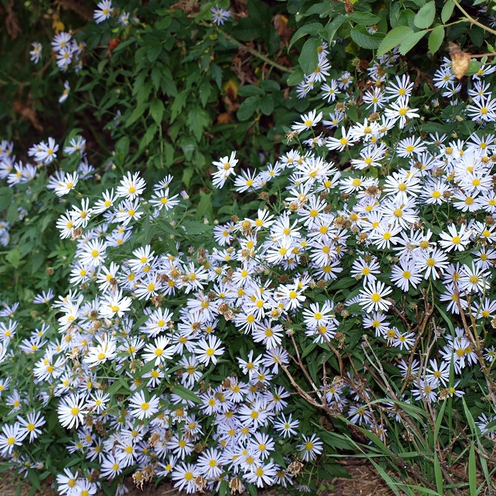 Boltonie, faux aster 'latisquama' godet de 8/9 cm