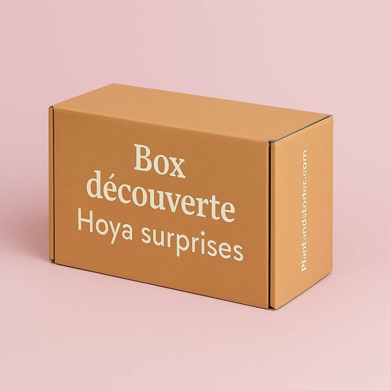 Box hoya mystères - box hoya surprises - pack hoya découverte - 6 hoya surprises