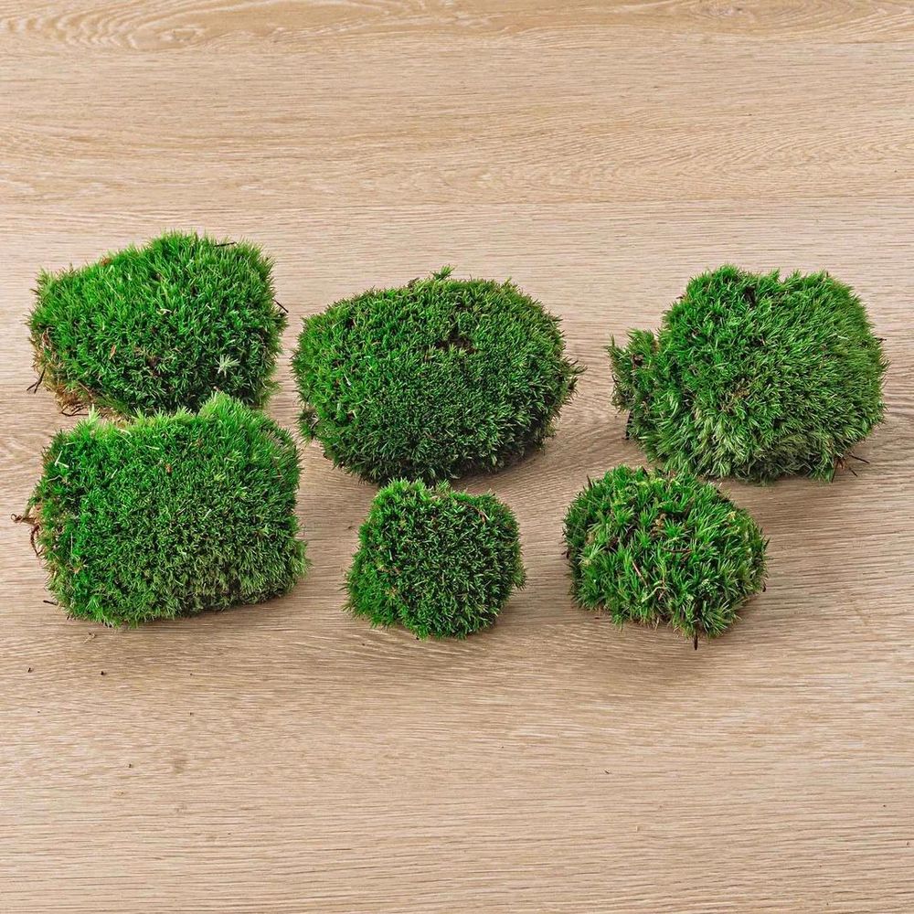 Mousse coussin vivante - mousse fraîche premium - 6 pièces (2 sachets)