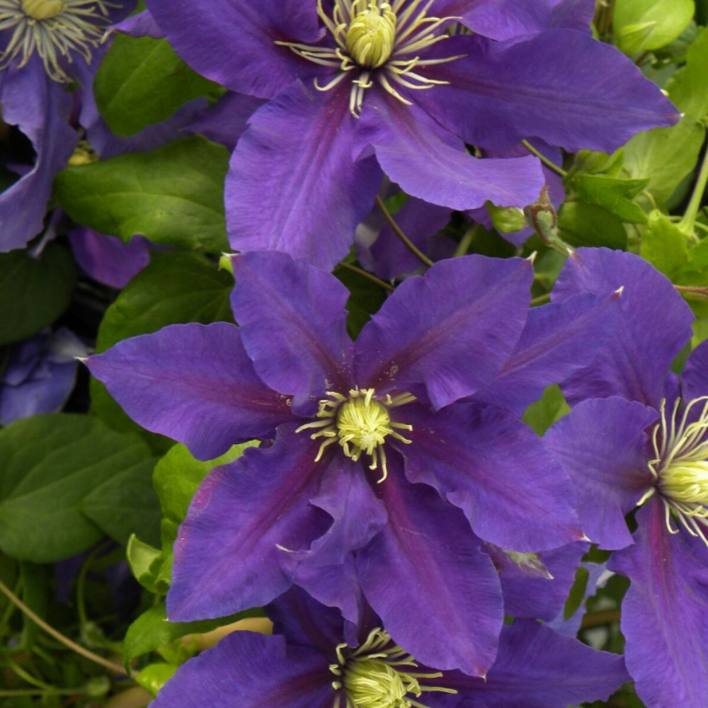 Clématite chevalier™ 'evipo040' pot de 3l - echelle bambou 60/120 cm