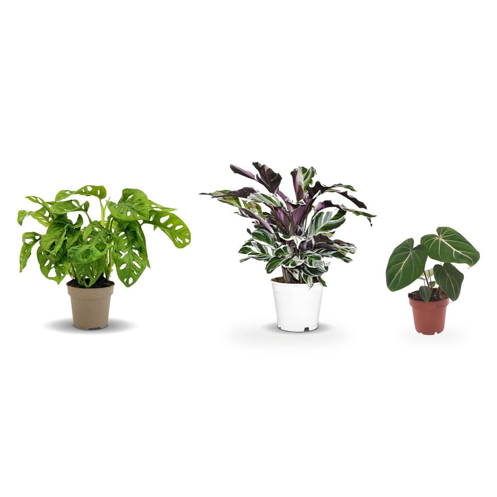 Étagère de collectionneur — philodendron gloriosum, monstera adansonii monkey mask & calathea fusion white — lot de 3 plantes