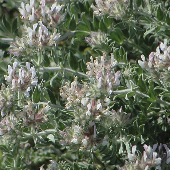 Dorycnie hirsute godet de 8/9 cm