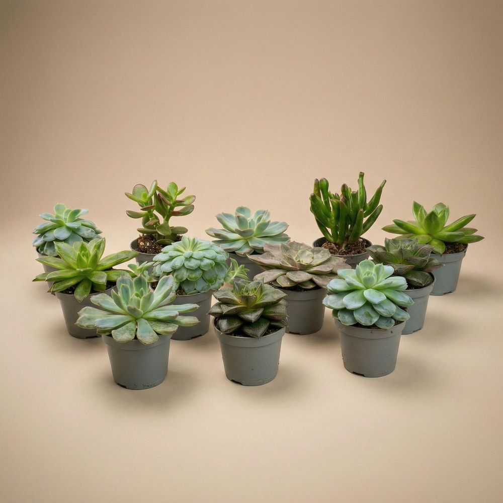Set of 12 - succulent mix set - assorted succulents in 6 cm pots (8 - 12 cm high) - ø5.5 cm - plantes d'intérieur