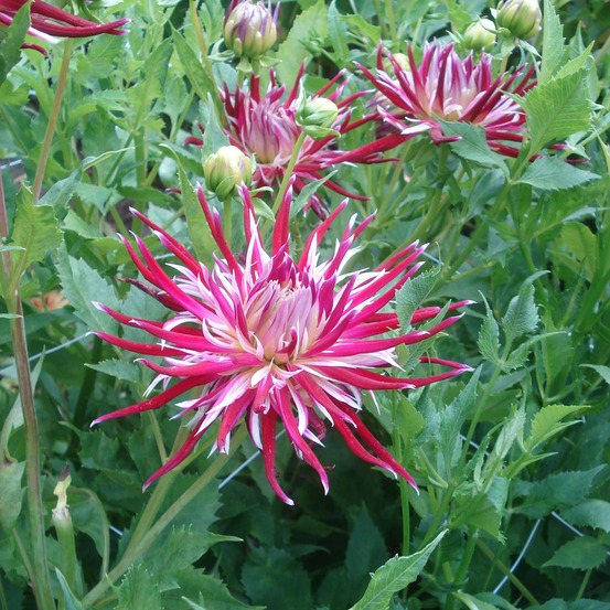 Dahlia 'spider woman' bulbe calibre i
