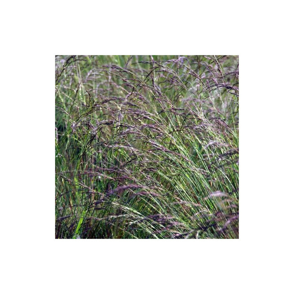 Fétuque bleue aprilgrün lot de 5 godets