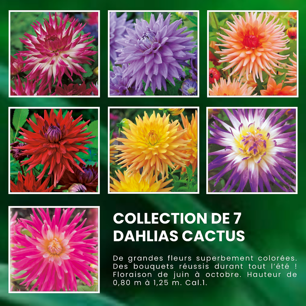 Super collection dahlias cactus - 7 bulbes