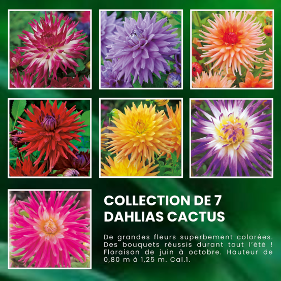 Super collection dahlias cactus - 7 bulbes
