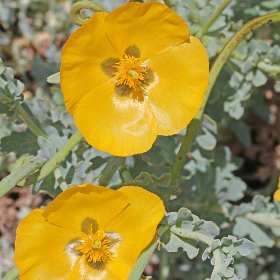 Pavot cornu flavum f. Fulvum godet de 8/9 cm