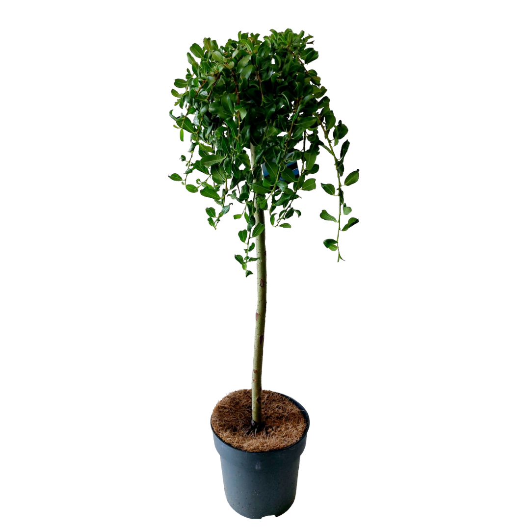 Salix arbuscula - saule nain - arbre - ⌀19 cm - hauteur 80-90 cm