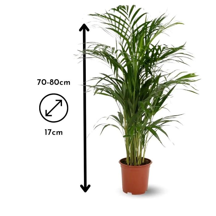 Areca Dypsis Lutescens - Palmier D'Intérieur 100-110 Cm - Pot Ø19 Cm - Purificateur D'Air Naturel