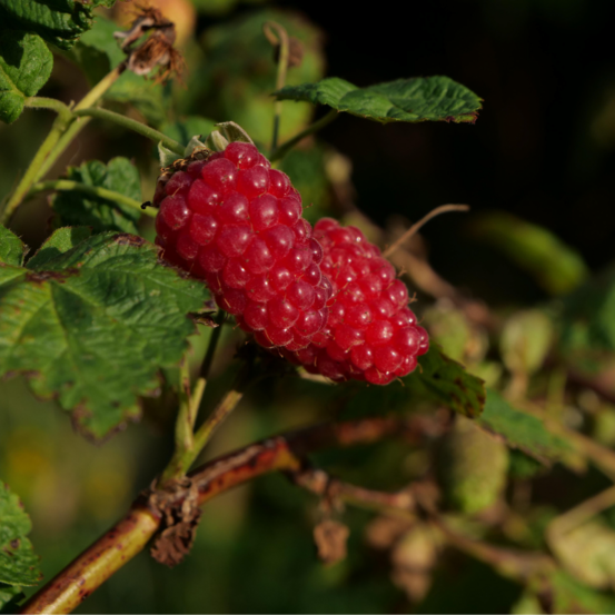 Mûre-framboise tayberry - rubus tayberry 50/60cm