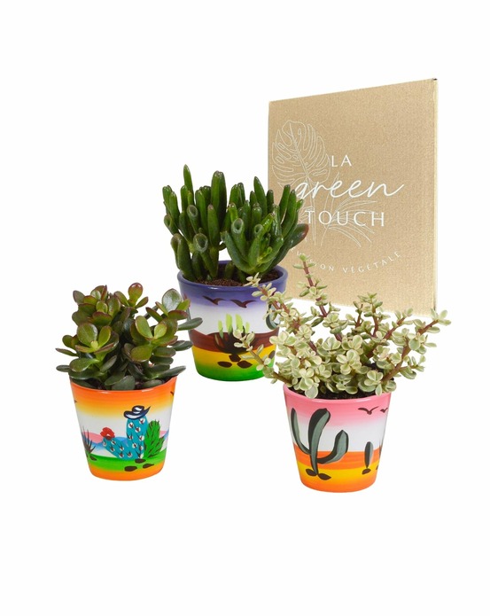 Trio de crassula et leurs caches-pots h18cm