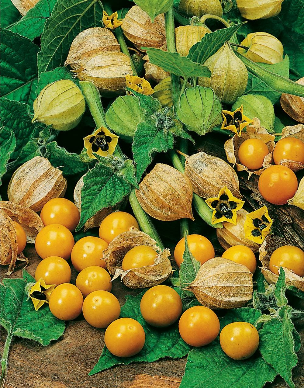 Coqueret du perou physalis - 0.5 g