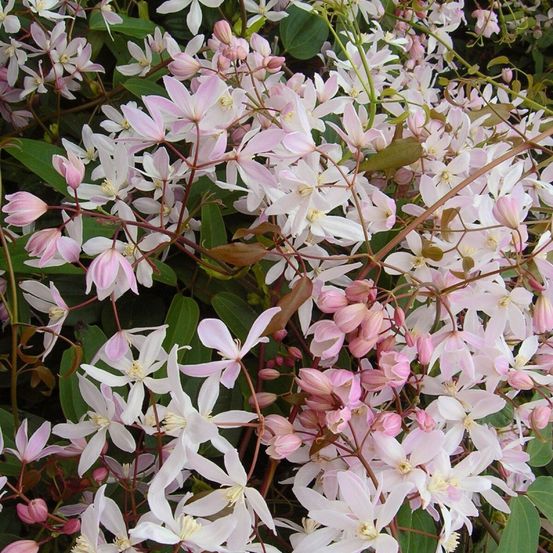 Clématite armandii apple blossom pot de 6l - echelle bambou 90/150 cm