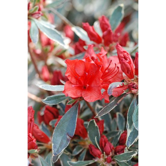 Azalée du japon 'hot shot variegata ' - en pot de 5 litres