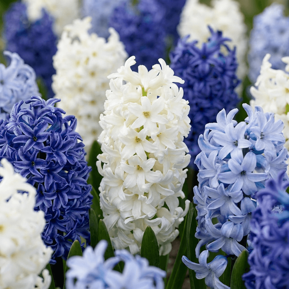 Jacinthe bleue en mélange (hyacinthus) - floraison printanière - calibre 14/15 - 40 bulbes