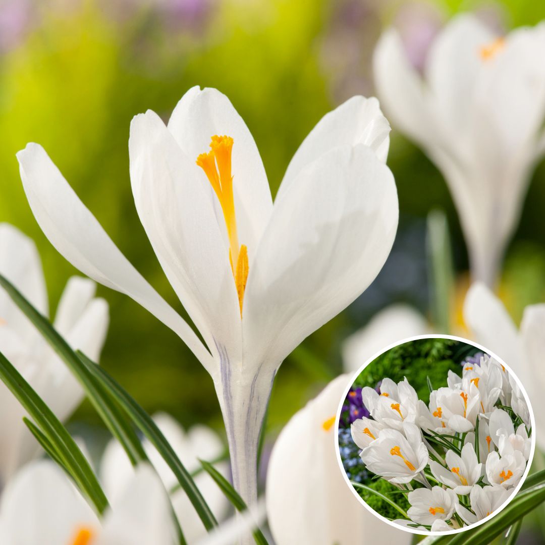 Crocus white - bulbes de fleurs x30 - blanc - floraison précoce