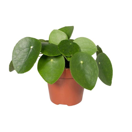 Pilea peperomiodes - usine à crêpes - ø12cm - ↕20cm - plantes d'intérieur