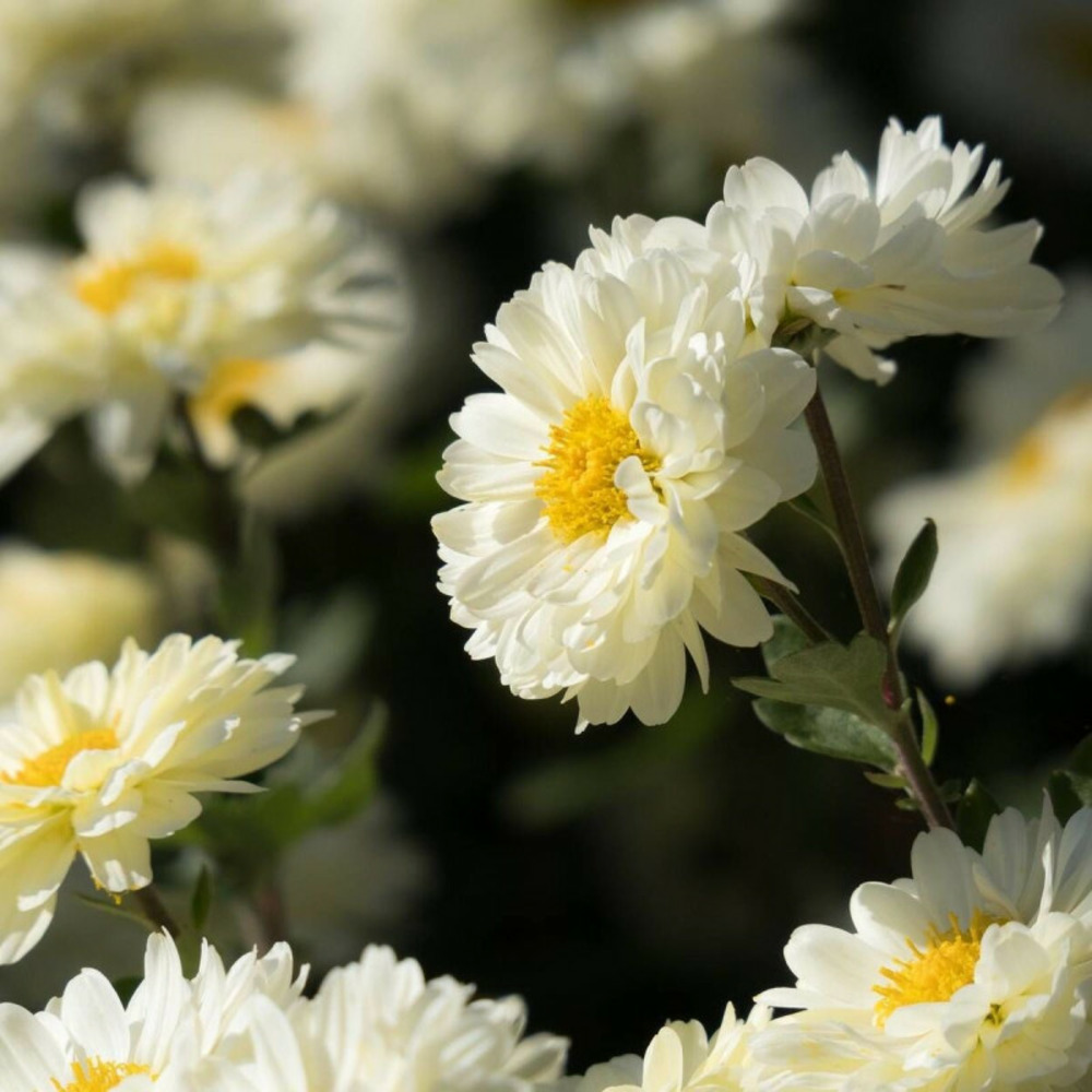 Chrysanthème du pacifique bengo weiss godet - 5/20 cm