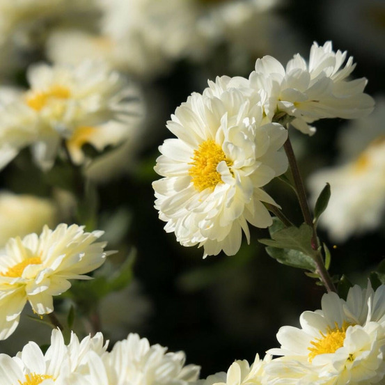 Chrysanthème du pacifique bengo weiss godet - 5/20 cm