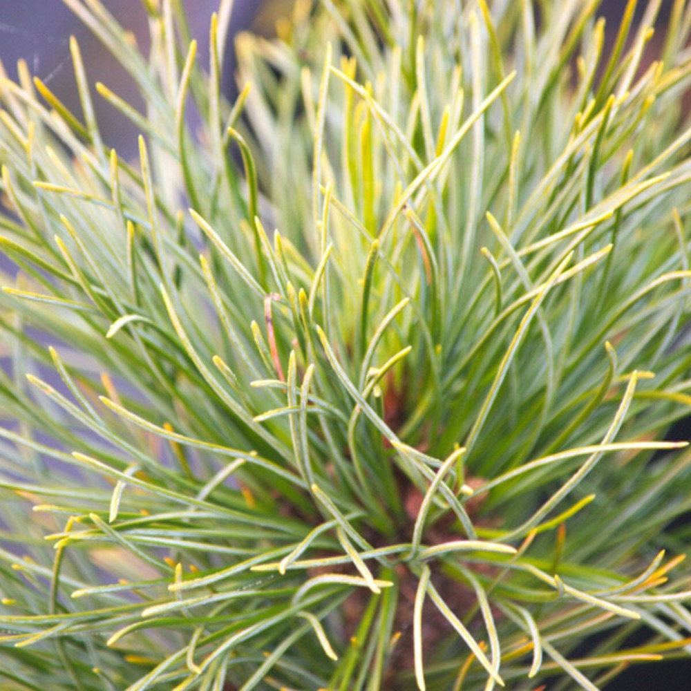 Pin cembro nain compacta glauca, pinus pot de 5l - 40/60 cm