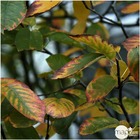Amelanchier canadensis : ctr 10 litres