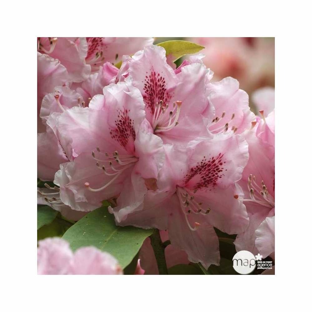 Rhododendron x 'docteur schweitzer' : 7.5l (rose clair macule rouge)